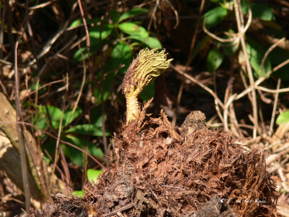 Bois des Moutiers (87) mars 2012